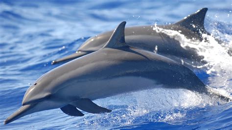 #8.1503, Dolphin, Jumping, 4K Wallpaper