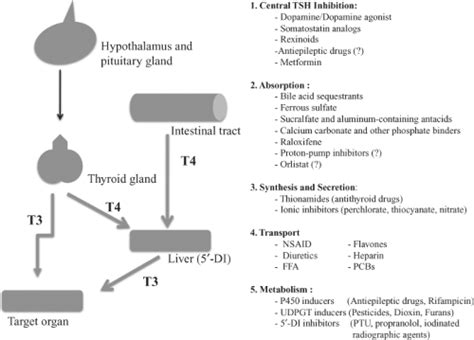 Effects of Drugs on TSH Secretion, Thyroid Hormones Absorption ...