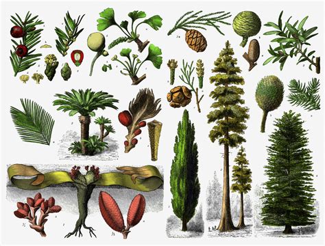 Gymnosperm - The Daily Garden