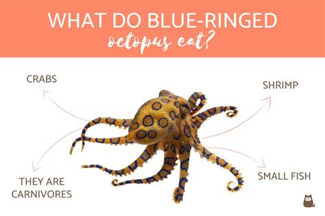 Blue Ringed Octopus Eating A Crab