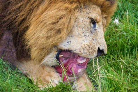 Feeding Lion stock image. Image of whiskers, feeding - 44165051