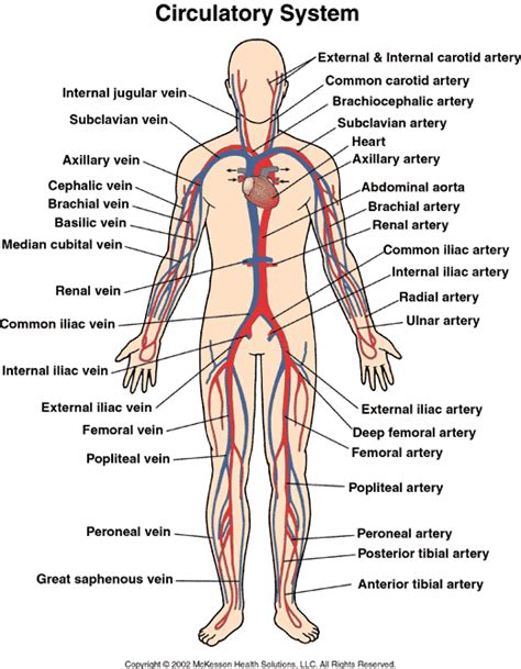 Anatomy & Physiology for first aiders and first responders - First Aid ...