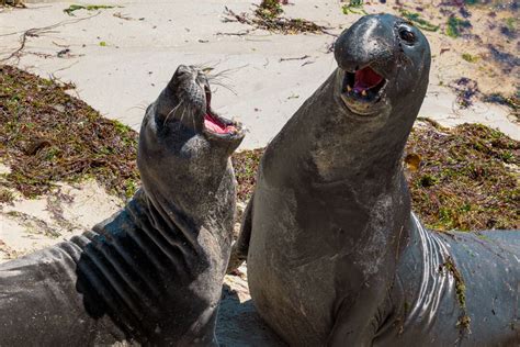 How to visit San Miguel Island, Channel Islands National Park - Los ...