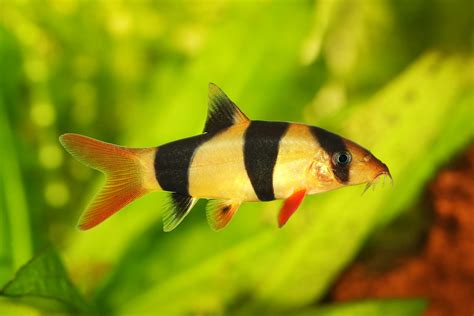 Clown Loach Fish Species Profile