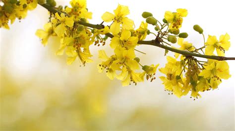 Yellow Flowers On Tree Stem Yellow, HD wallpaper | Peakpx