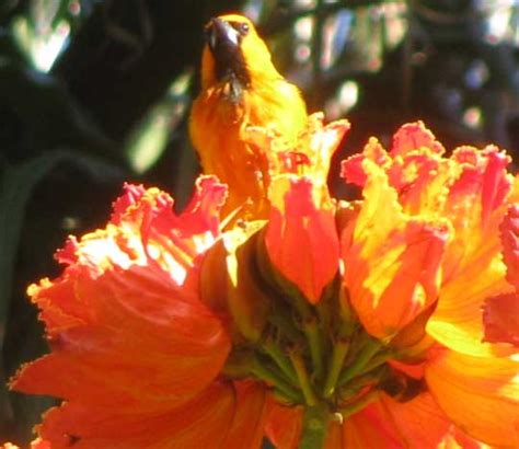 Altamira Oriole, ICTERUS GULARIS