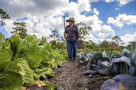 The Best Compost For Your Vegetable Garden? We Got You | Will It Compost