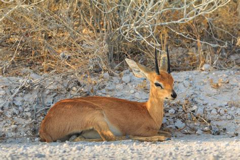 Dik-dik in Natural Habitat in Etosha National Park in Namibia Stock ...