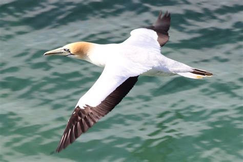 Identifying Atlantic Seabirds