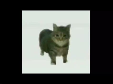 OIIAIOIIIAI (spinning cat meme) - YouTube