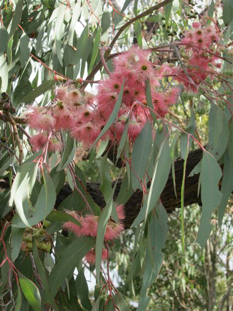 Pink gum tree flowers. | Flower photography art, Australian wildflowers ...