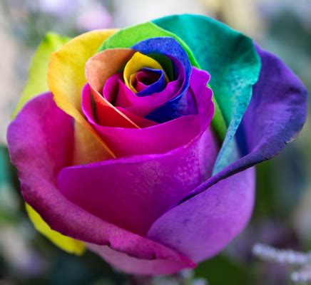 Making Rainbow Roses at Home | FlowersUSSR