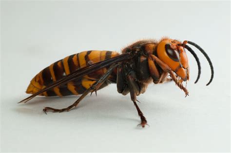 How to spot a 'murder hornet' | Oklahoma State University