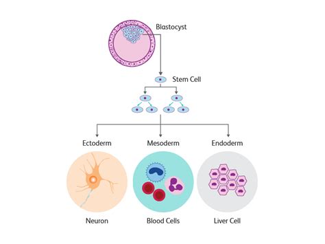 Stem Cell Research | Stem Cell Therapy