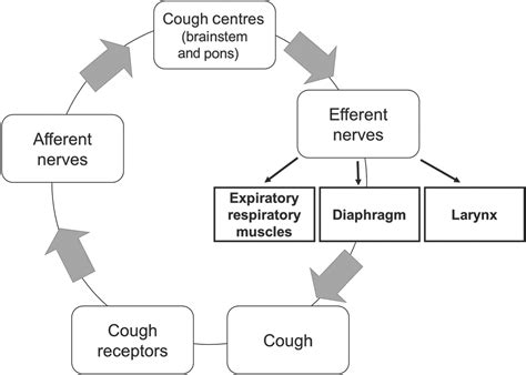 Neurogenic Cough Vagus Nerve Syndrome - Pregnant Center Informations