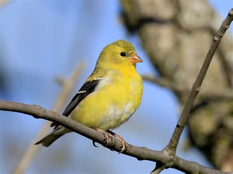 American Goldfinch - NestWatch