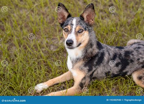 Koolie Australian Working Herding Dog or German Coolie Stock Photo ...