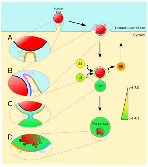 JoF | Free Full-Text | The Squeaky Yeast Gets Greased: The Roles of ...