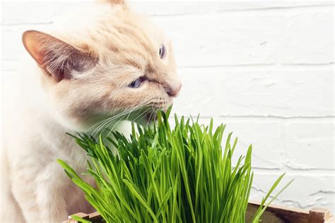 Growing Cat Grass and Catnip Indoors | Dr. Elsey's