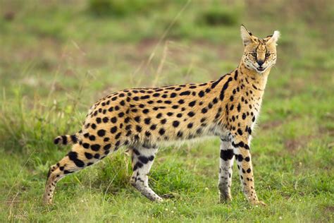 Serval Cat