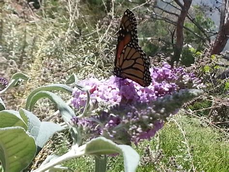 Conejo Valley Botanic Garden - Botanical Gardens - Thousand Oaks, CA - Yelp