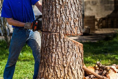 Baum fällen: Wann es erlaubt ist, wie es geht & vieles mehr - [SCHÖNER ...