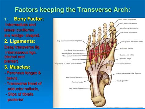 PPT - Arches of the foot PowerPoint Presentation, free download - ID ...