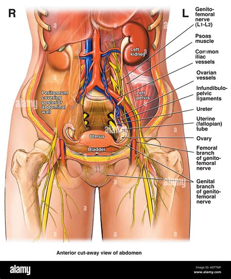 [DIAGRAM] Lower Abdominal Diagram Female - MYDIAGRAM.ONLINE