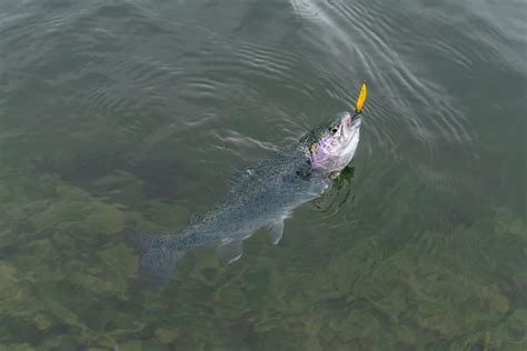 The 8 Must Have Lake Trout Fishing Lures (Out of the Deep)