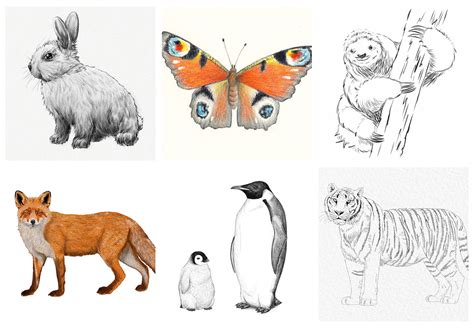 Go wild with our easy animals to draw! - Gathered