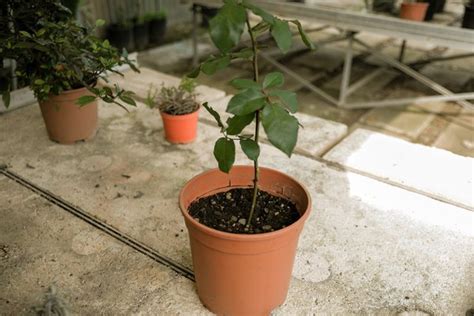 How to Propagate Roses Using Potatoes | Home Guides | SF Gate