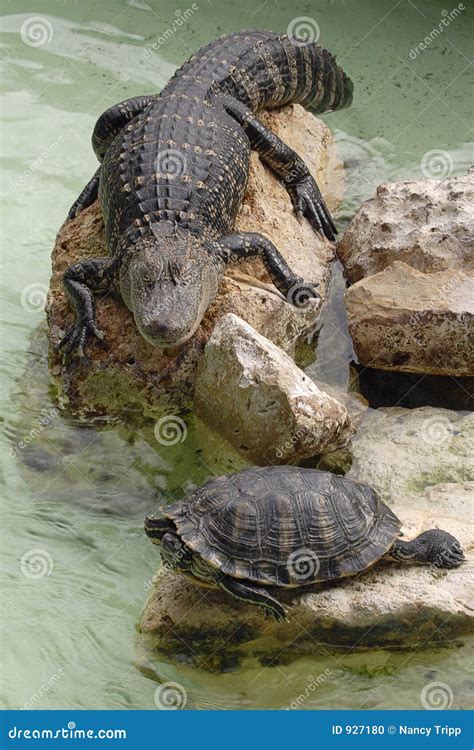 Gator and Turtle stock photo. Image of outdoors, habitat - 927180