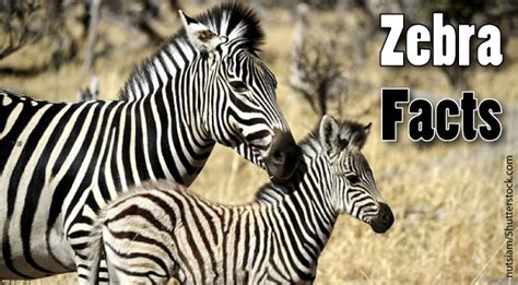 Zebra Facts For Kids & Adults. Information, Pictures & More