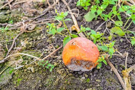 How to Plant Squash Plants (Tricks to Care!)