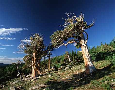 USA, Colorado, Arapaho National Forest Photograph by Adam Jones