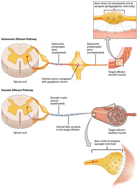 Autonomic nervous system – Basic Human Physiology