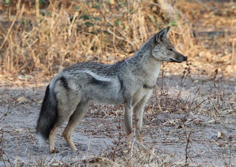 Canis adustus-Side-striped Jackal | Next morning, bright and… | Flickr