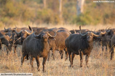 African Buffalo Facts With Pictures - A Surprisingly Dangerous Herbivore