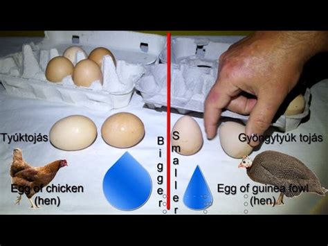 Guinea Fowls Egg Laying Season - How Many Eggs Does A Guinea Fowl Lay ...