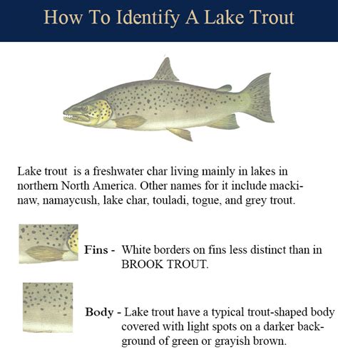 Lake Trout - Lake Ontario Sportfishing