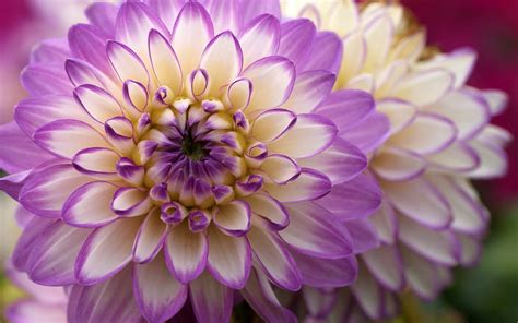 Download Purple Flower Close-up Flower Nature Dahlia Wallpaper