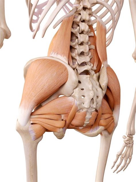 Hip Muscle Anatomy And A Muscle Day? - Athlete With Stent