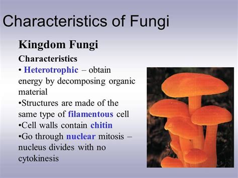 Mycology | Classification of Fungi, Structure, Advantages & disadvantages