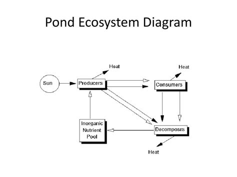 Simple Pond Ecosystem Diagram