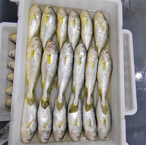 Frozen Yellow Croaker, Large Yellow Croaker, Fresh Seafood Frozen ...