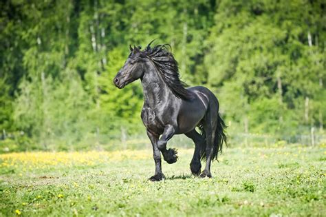 Friesian Horse Breed Guide: Characteristics, Health & Nutrition | Mad Barn