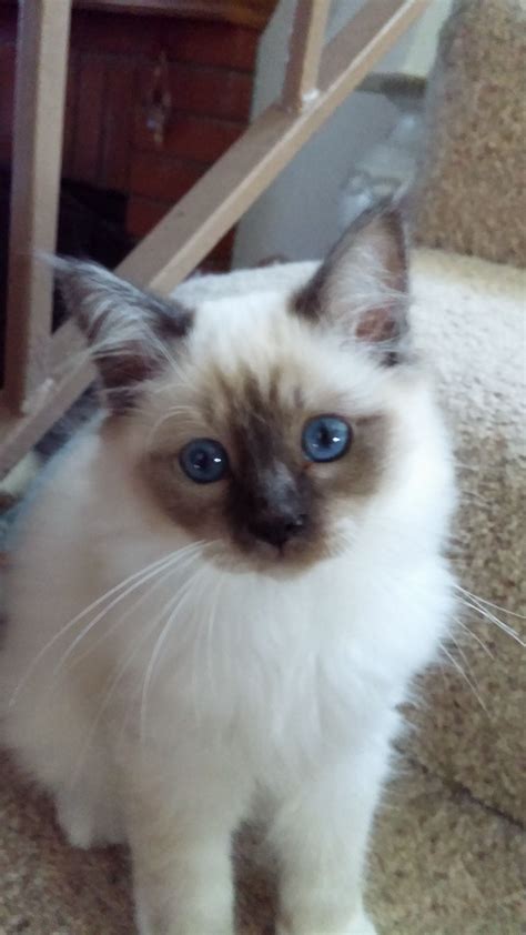 Birman Kittens with Blue Eyes