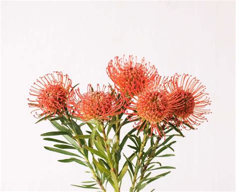 Fynbos, Protea, Red Peppercorn, Plants, Animals, Animales, Animaux ...