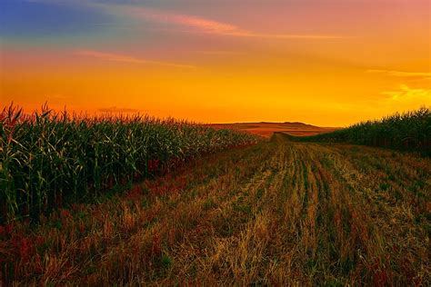 Porumb Câmp Lan - Fotografie gratuită pe Pixabay