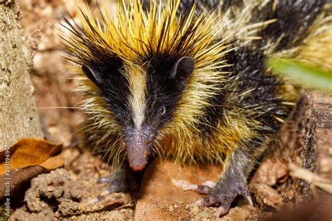 Endemic animal tailless tenrec, Tenrec ecaudatus, also known as the ...